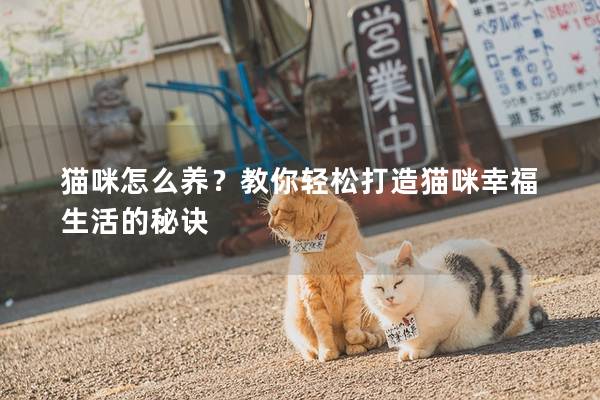 貓咪怎么養?教你輕松打造貓咪幸福生活的秘訣