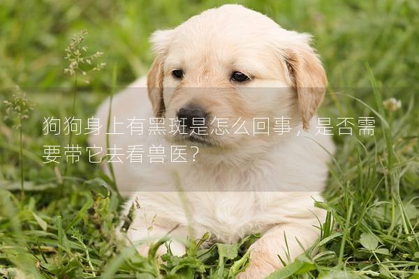 狗狗身上有黑斑是怎么回事，是否需要帶它去看獸醫？