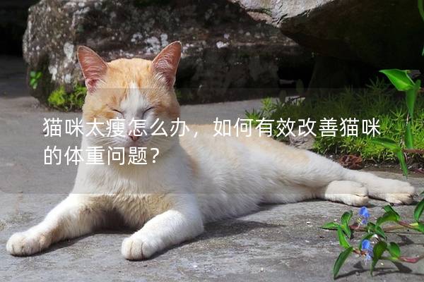 貓咪太瘦怎么辦，如何有效改善貓咪的體重問題？