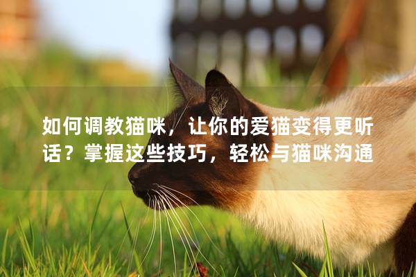 如何調教貓咪，讓你的愛貓變得更聽話？掌握這些技巧，輕松與貓咪溝通
