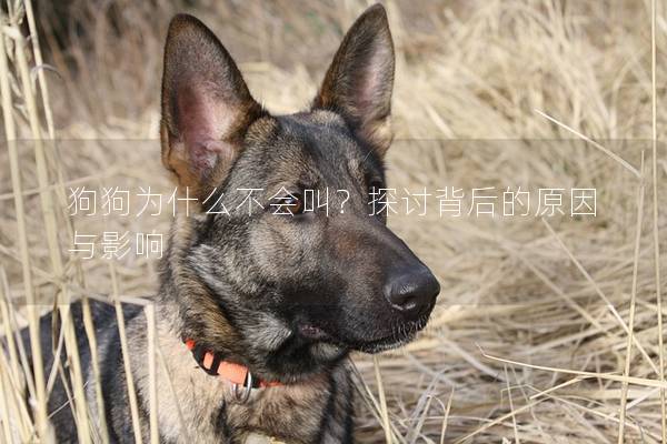 狗狗為什么不會叫？探討背后的原因與影響