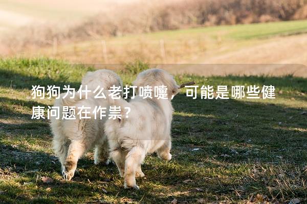 狗狗為什么老打噴嚏，可能是哪些健康問題在作祟？