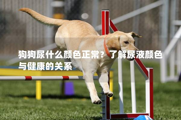 狗狗尿什么顏色正常？了解尿液顏色與健康的關(guān)系