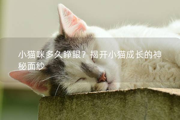 小貓咪多久睜眼？揭開小貓成長的神秘面紗