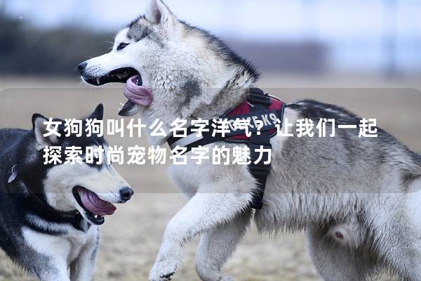 女狗狗叫什么名字洋氣?讓我們一起探索時尚寵物名字的魅力 女狗狗叫什么名字洋氣?讓我們一起探索時尚寵物名字的魅力