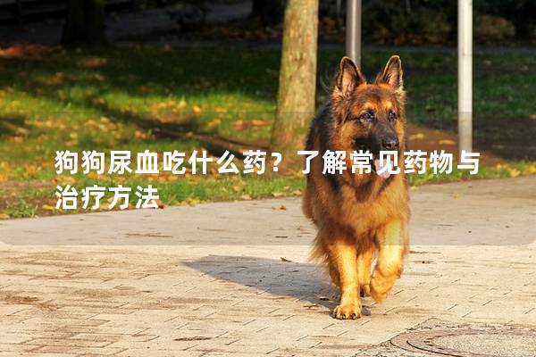 狗狗尿血吃什么藥？了解常見藥物與治療方法