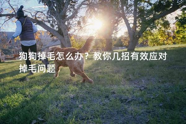 狗狗掉毛怎么辦？教你幾招有效應對掉毛問題