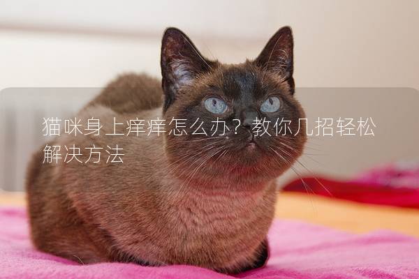 貓咪身上癢癢怎么辦？教你幾招輕松解決方法