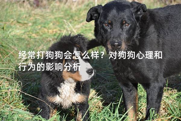 經常打狗狗會怎么樣？對狗狗心理和行為的影響分析
