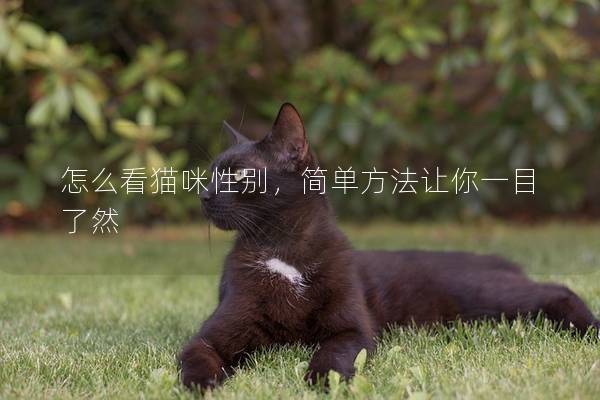 怎么看貓咪性別，簡單方法讓你一目了然