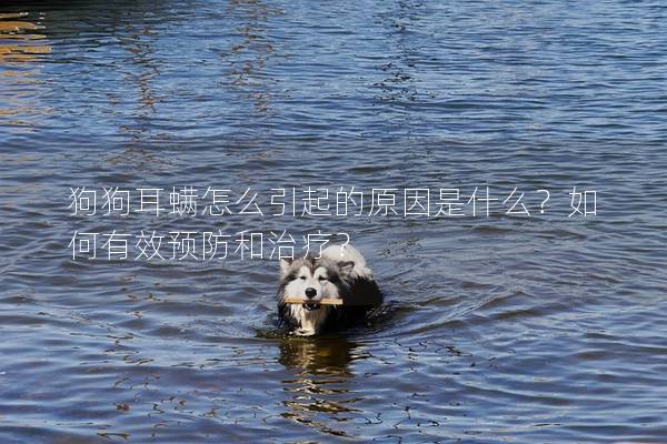 狗狗耳螨怎么引起的原因是什么？如何有效預防和治療？