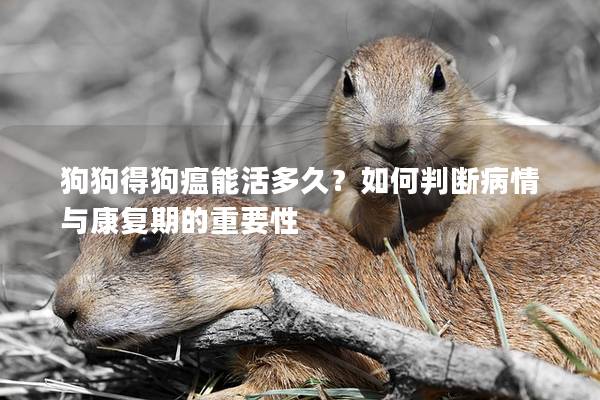 狗狗得狗瘟能活多久?如何判斷病情與康復期的重要性 狗狗得狗瘟能活多久?如何判斷病情與康復期的重要性