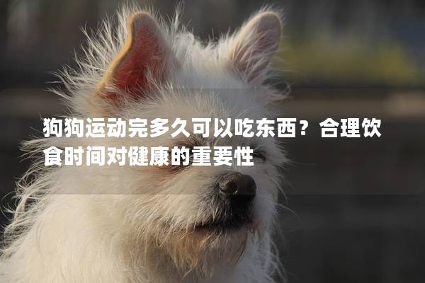 狗狗運動完多久可以吃東西？合理飲食時間對健康的重要性