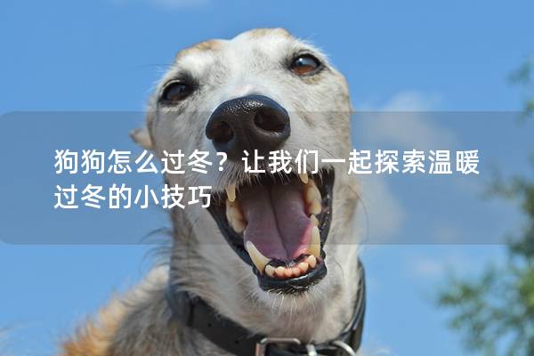 狗狗怎么過冬？讓我們一起探索溫暖過冬的小技巧