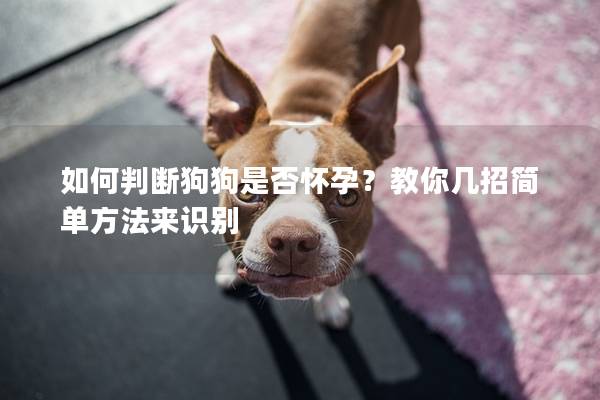 如何判斷狗狗是否懷孕？教你幾招簡單方法來識(shí)別