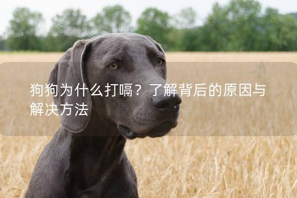 狗狗為什么打嗝?了解背后的原因與解決方法 狗狗為什么打嗝?了解背后的原因與解決方法