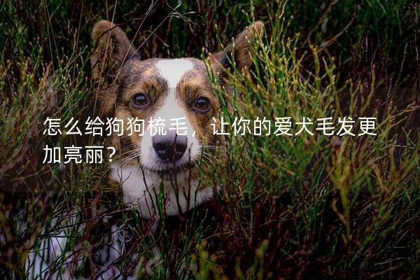 怎么給狗狗梳毛，讓你的愛犬毛發更加亮麗？