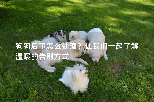 狗狗后事怎么處理？讓我們一起了解溫暖的告別方式