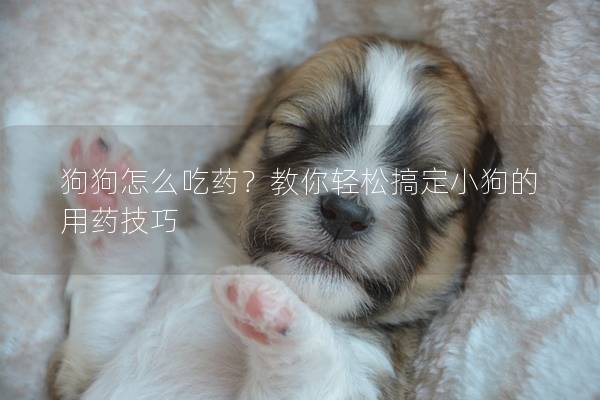 狗狗怎么吃藥？教你輕松搞定小狗的用藥技巧