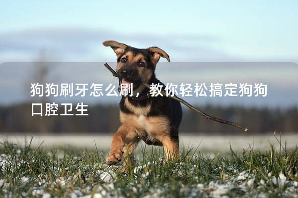 狗狗刷牙怎么刷，教你輕松搞定狗狗口腔衛生