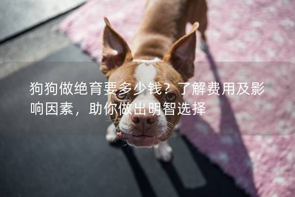 狗狗做絕育要多少錢？了解費用及影響因素，助你做出明智選擇