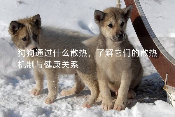 狗狗通過什么散熱，了解它們的散熱機制與健康關系