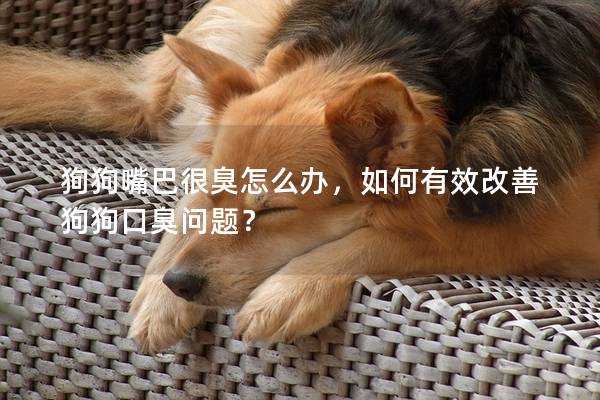 狗狗嘴巴很臭怎么辦，如何有效改善狗狗口臭問題？