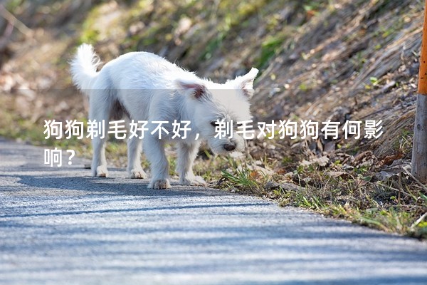 狗狗剃毛好不好,剃毛對狗狗有何影響? 狗狗剃毛好不好,剃毛對狗狗有何影響?
