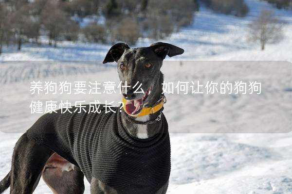 養狗狗要注意什么，如何讓你的狗狗健康快樂成長？