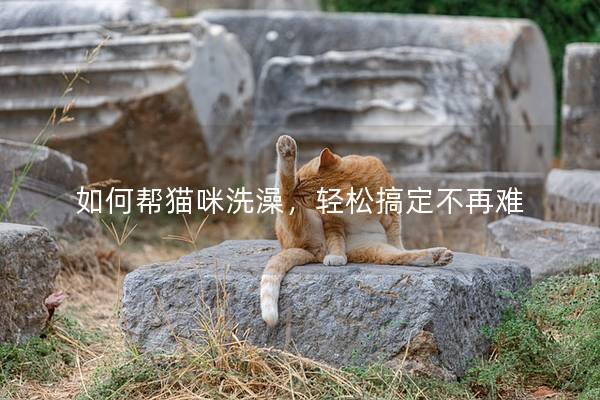 如何幫貓咪洗澡，輕松搞定不再難