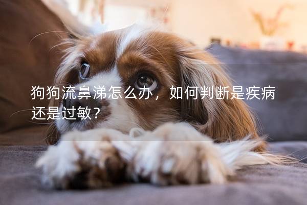 狗狗流鼻涕怎么辦，如何判斷是疾病還是過敏？