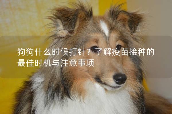 狗狗什么時候打針？了解疫苗接種的最佳時機與注意事項