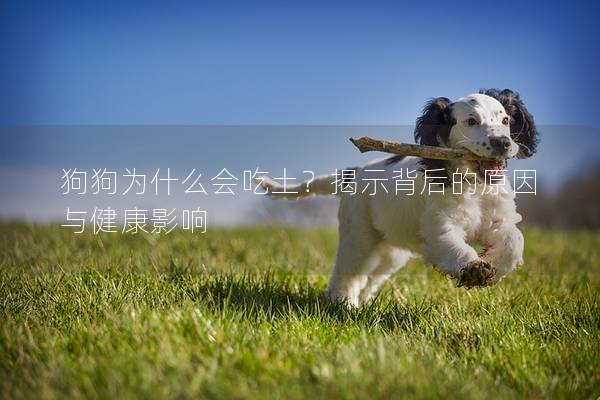 狗狗為什么會吃土？揭示背后的原因與健康影響