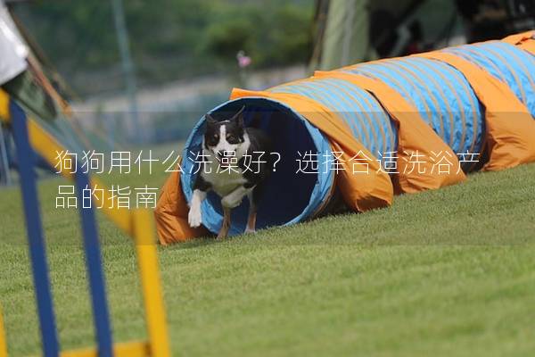 狗狗用什么洗澡好？選擇合適洗浴產品的指南