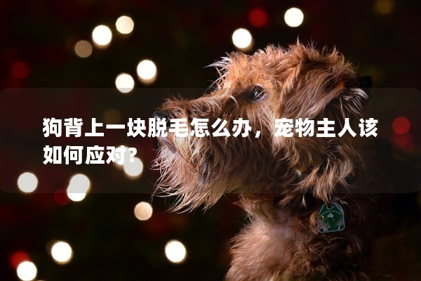 狗背上一塊脫毛怎么辦，寵物主人該如何應對？