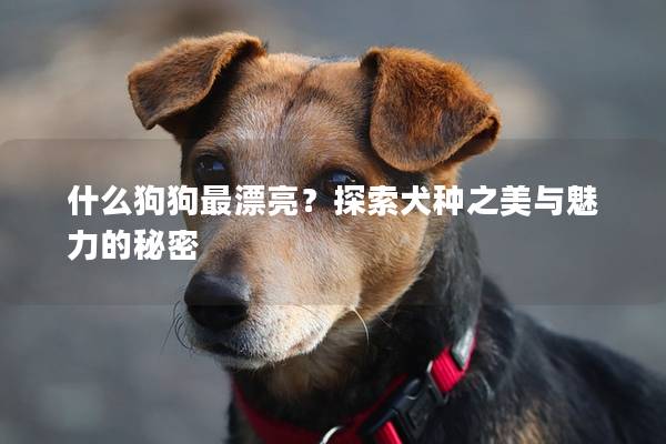 什么狗狗最漂亮？探索犬種之美與魅力的秘密