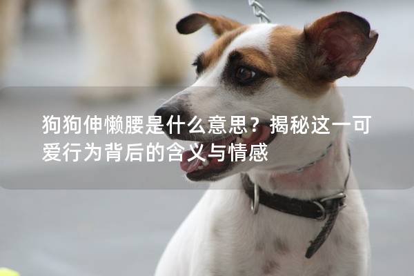 狗狗伸懶腰是什么意思？揭秘這一可愛行為背后的含義與情感