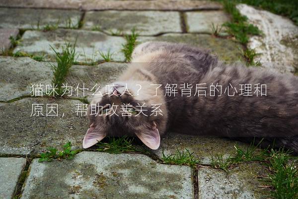 貓咪為什么咬人？了解背后的心理和原因，幫助改善關系