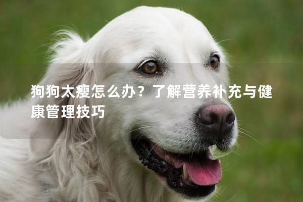 狗狗太瘦怎么辦？了解營養補充與健康管理技巧