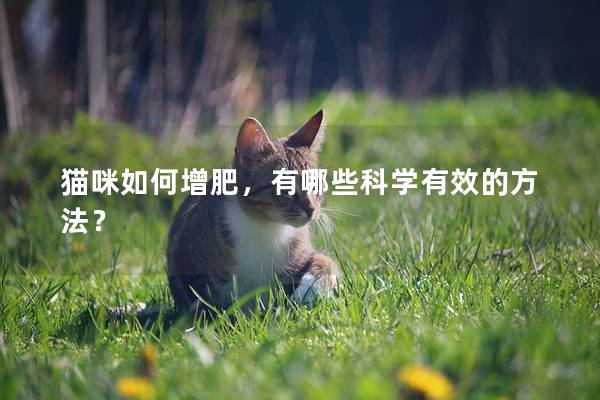 貓咪如何增肥，有哪些科學(xué)有效的方法？