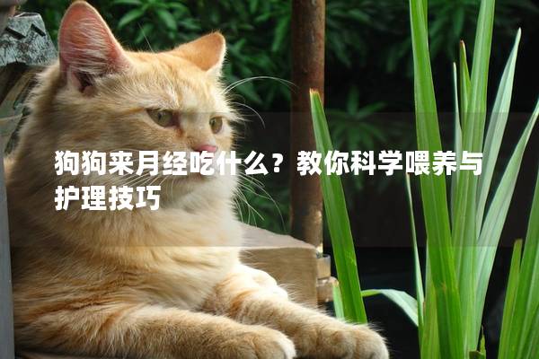 狗狗來(lái)月經(jīng)吃什么？教你科學(xué)喂養(yǎng)與護(hù)理技巧