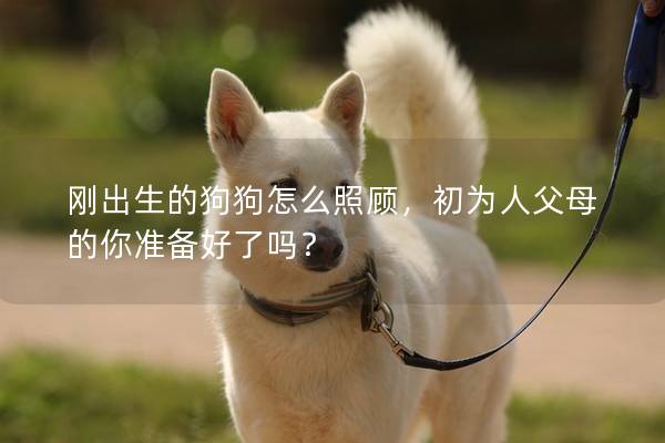 剛出生的狗狗怎么照顧，初為人父母的你準備好了嗎？