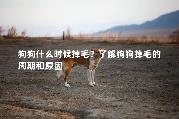 狗狗什么時候掉毛？了解狗狗掉毛的周期和原因