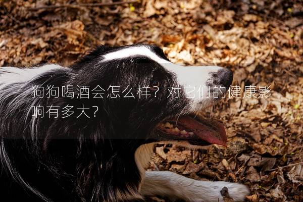 狗狗喝酒會怎么樣？對它們的健康影響有多大？
