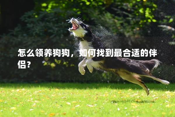怎么領養狗狗，如何找到最合適的伴侶？