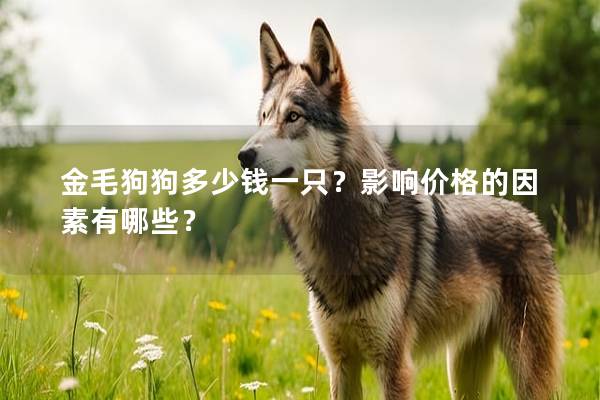 金毛狗狗多少錢一只？影響價(jià)格的因素有哪些？