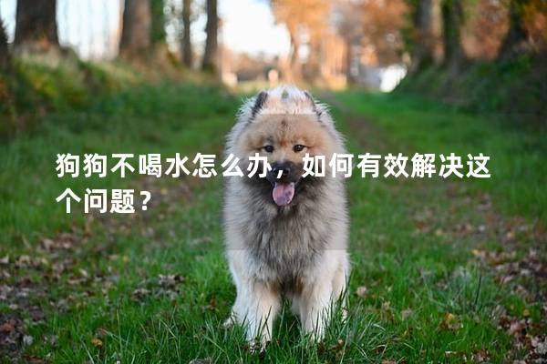 狗狗不喝水怎么辦，如何有效解決這個問題？