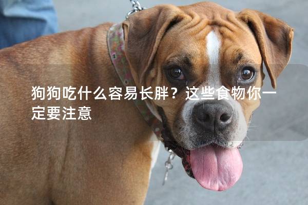 狗狗吃什么容易長(zhǎng)胖？這些食物你一定要注意