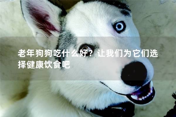 老年狗狗吃什么好？讓我們為它們選擇健康飲食吧
