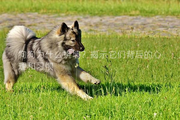 狗狗為什么撓墻？揭示它們背后的心理和習慣